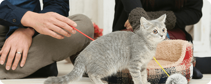 子猫をお家に迎えたら