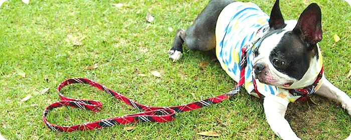 子犬をお家に迎えたら