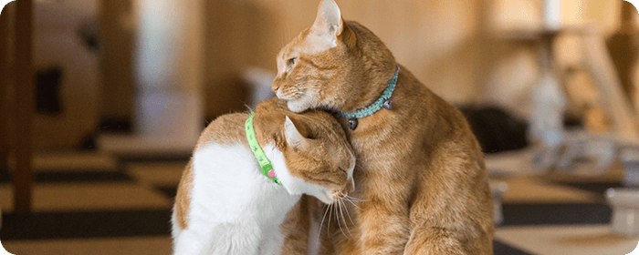 当院の猫ちゃんに優しい取組み
