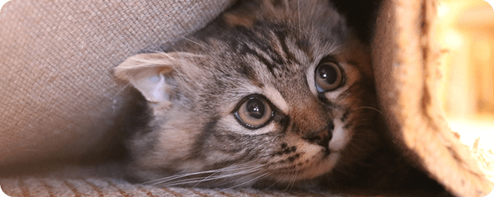 猫免疫不全ウイルス感染症の予防（猫エイズワクチン）