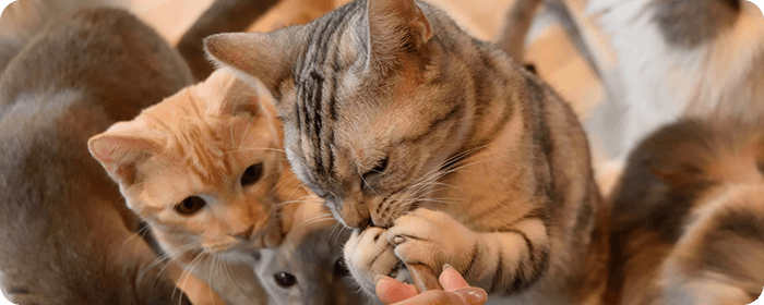 フィラリア予防