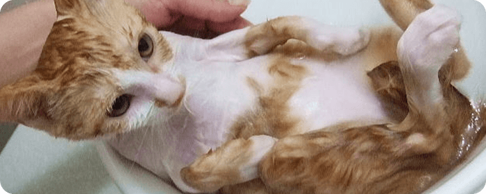 ノミ・ダニ予防