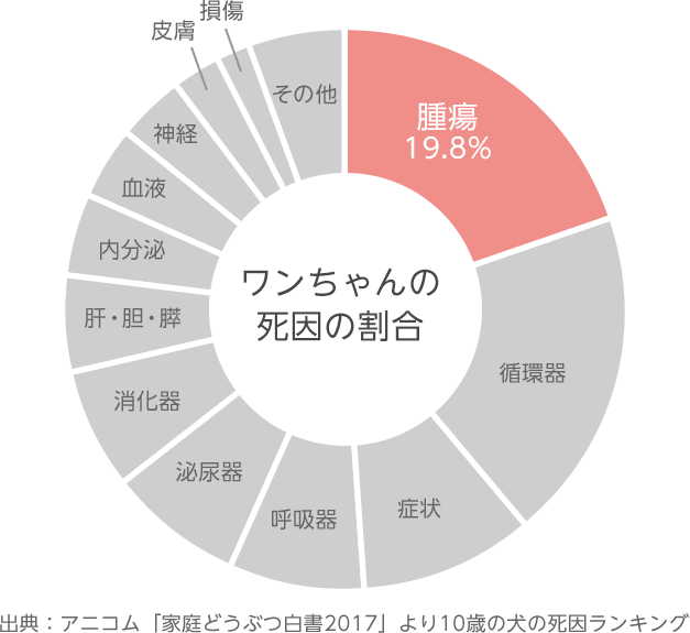 副作用の少ないガン治療について やぐら動物病院 和歌山