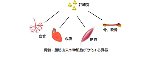 幹細胞療法とは？