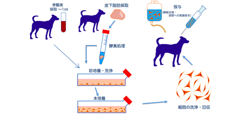 当院の幹細胞療法とは？