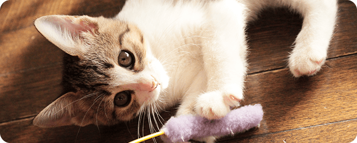 猫下部尿路疾患