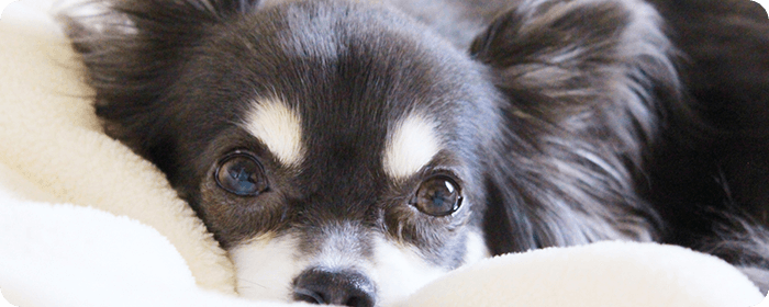 僧房弁閉鎖不全症