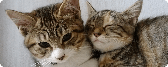 フィラリア予防