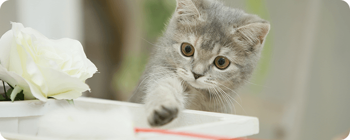 ノミ・ダニ予防