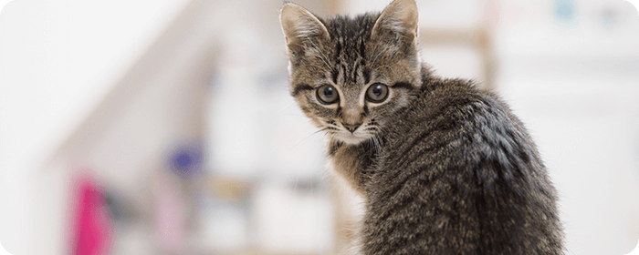 狂犬病予防接種